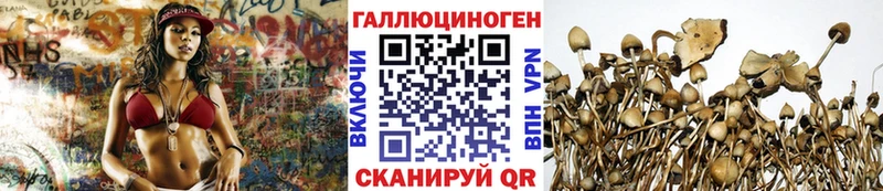 где найти   Катайск  Псилоцибиновые грибы Cubensis 